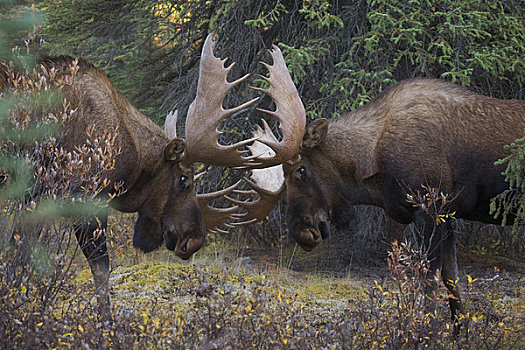 两个,大,雄性动物,驼鹿,出招,德纳里峰国家公园,室内,阿拉斯加