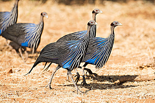 群,鹫珠鸡,萨布鲁国家公园,肯尼亚