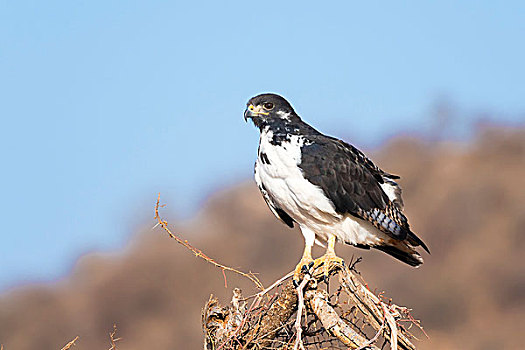 美国兀鹰,成年,坐,干燥,树梢,萨布鲁国家公园,肯尼亚,非洲