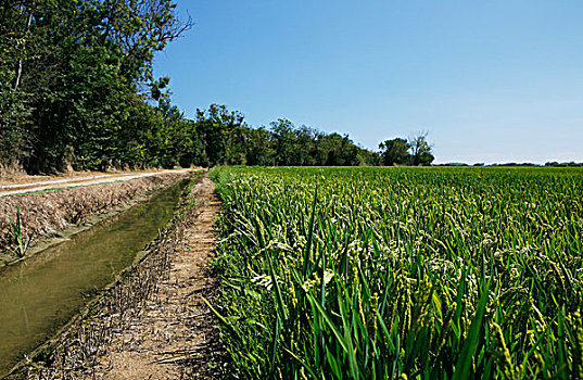 灌溉,稻米,地点,培育,靠近,朋友,转弯,加泰罗尼亚,西班牙,欧洲