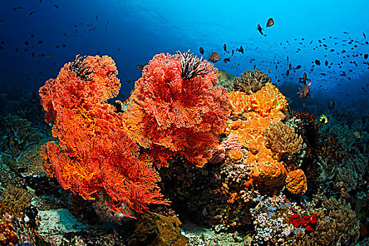 珊瑚,生物群,鱼,无脊椎动物,石头,软珊瑚,柳珊瑚目,海绵,海鞘,大堡礁,昆士兰,累石堆,太平洋,澳大利亚,大洋洲