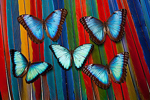 五个,蓝色大闪蝶,蝴蝶,澳门,尾部,羽毛,设计
