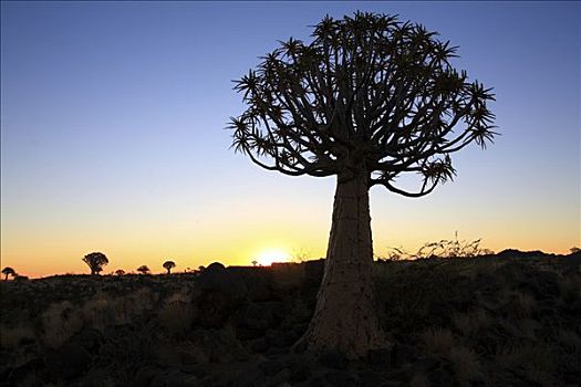 二歧芦荟,基特曼斯胡普,纳米比亚,非洲