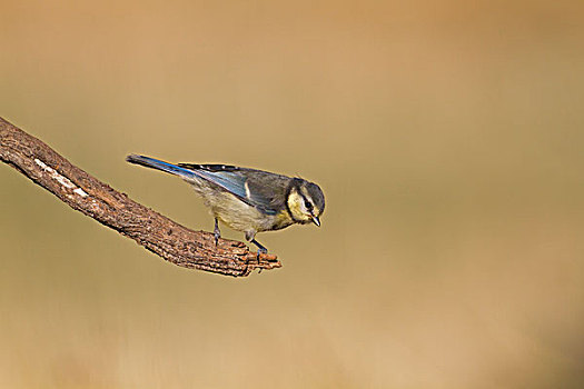 蓝冠山雀,青山雀,幼小,栖息,枝头,北方,西班牙,欧洲