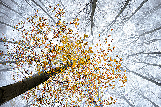 山毛榉,黄叶,秋天,秃树,雾,风景,国家公园,黑森州,德国,欧洲