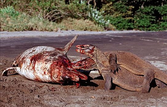 两个,科莫多巨蜥,科摩多龙,吞吃,搁浅,海豚,林卡岛,科莫多国家公园,印度尼西亚