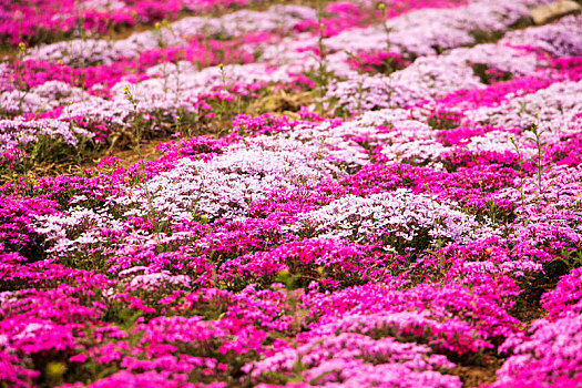 香草园花海花田