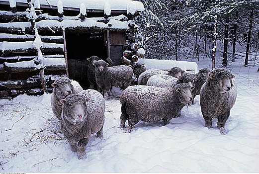 绵羊,站立,雪中,新罕布什尔,美国