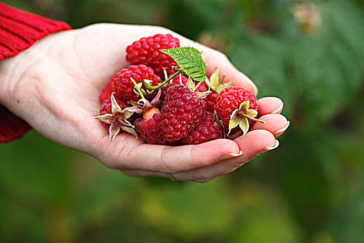 树莓,挑选