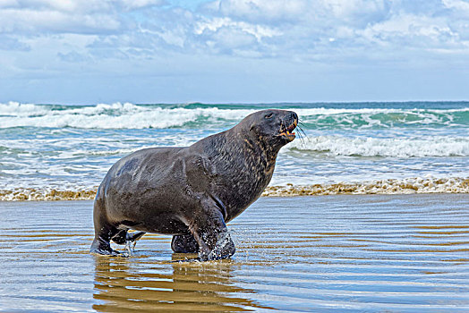 新西兰海狮,海狮,雄性动物,室外,海洋,海滩,纽黑文,南岛,新西兰,大洋洲