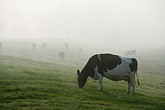 美国,佛蒙特州,母牛,晨雾