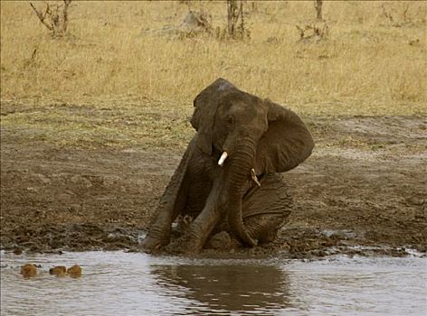 非洲象,泥,浴室,水坑,万基国家公园,津巴布韦