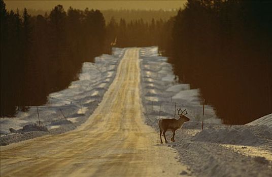 驯鹿,途中,瑞典