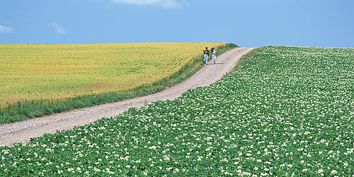 燕麦,土豆,道路