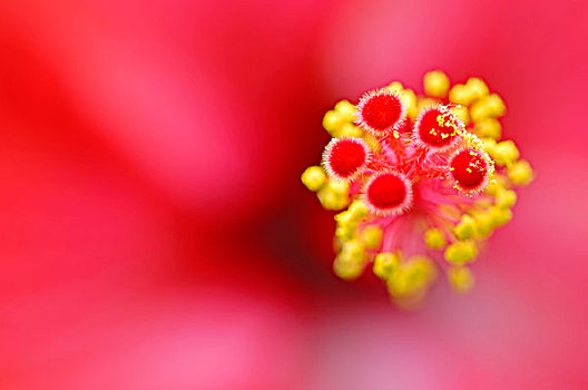 中国,木槿,玫瑰,扶桑花,花,特写