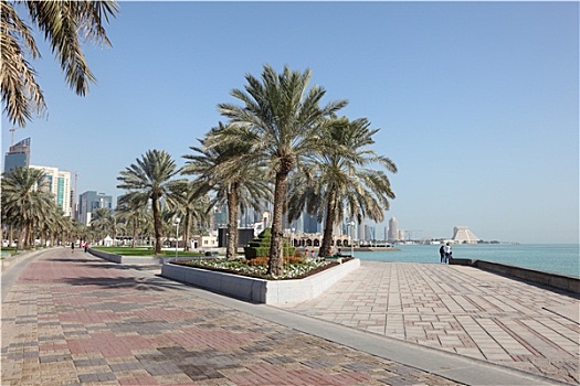 海枣,树,滨海路,多哈,卡塔尔,中东