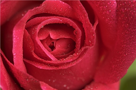 微距,红玫瑰,花
