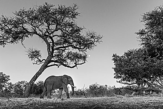 非洲,博茨瓦纳,莫雷米禁猎区,非洲象,走,下方,刺槐,月出,奥卡万戈三角洲