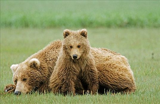 棕熊,幼兽,卡特麦国家公园,阿拉斯加,美国