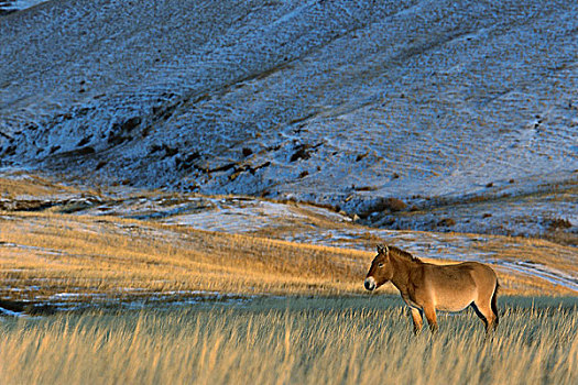 马,冬天,自然保护区,蒙古