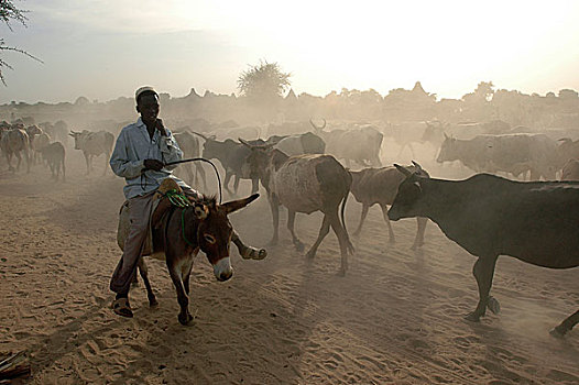 骑,驴,苏丹人,男人,靠近,露营,人,近郊,西部,达尔富尔,苏丹,十一月,2004年