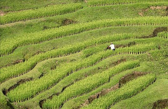 稻米,培育,梯田,巴厘岛,印度尼西亚,俯拍