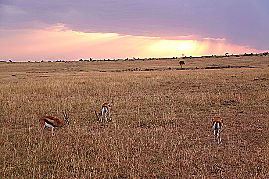 肯尼亚非洲大草原落日-霞光下的羚