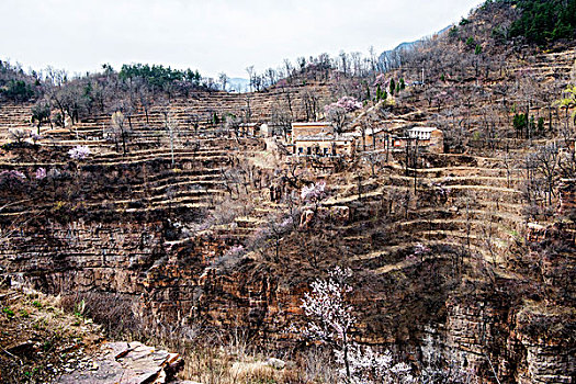 太行山,山村,悬崖,民居,杏花,春天