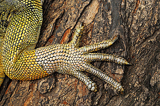 绿鬣蜥,成年,特写,脚,公园,瓜亚基尔,厄瓜多尔,南美