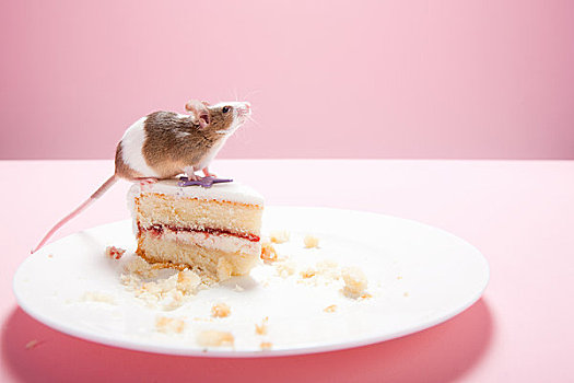 老鼠,蛋糕块,盘子