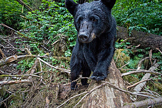 黑熊,走,雨林,靠近,溪流,东南阿拉斯加,夏天