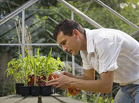 男人,温室,喷,植物