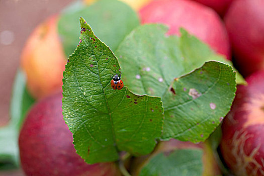 瓢虫,苹果叶,布列塔尼半岛,法国