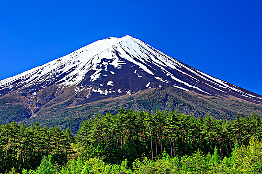 山,富士山,松树,新,绿色,湖