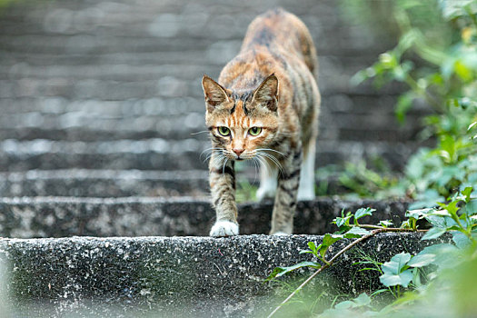 后院花园里玩耍的可爱猫眯