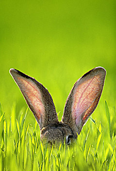 草地,草,野兔,特写,耳,自然,动物,哺乳动物,听,模糊,兔子,比赛,德国,巨大,警惕,感官,器官,感觉,概念,背景,绿色