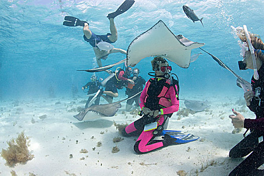 开曼群岛,大开曼岛,水下视角,潜水,南部黄貂鱼,浅水,靠近,加勒比海