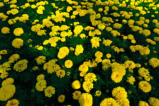 盛开的美丽黄色菊花