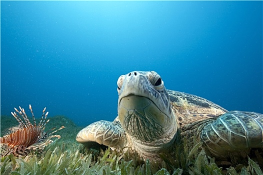 绿海龟,海洋,草