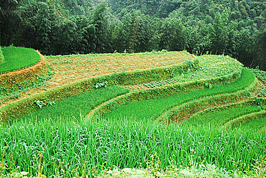 大山里的田园春天