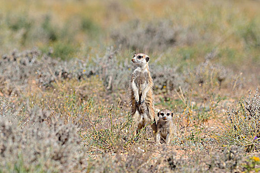 猫鼬,成年,雄性,专注,幼兽,卡拉哈迪大羚羊国家公园,北开普,南非,非洲