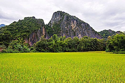 老挝,琅勃拉邦,省,稻米,成熟,稻田