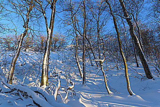 树林,冬天,山,黑森州,德国