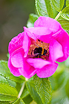 大黄蜂,粉色,野玫瑰