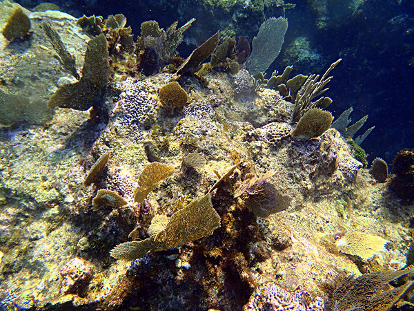 科西嘉珊瑚图片