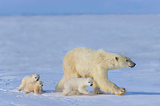 北极熊,三个,幼兽,苔原,瓦普斯克国家公园,曼尼托巴,加拿大