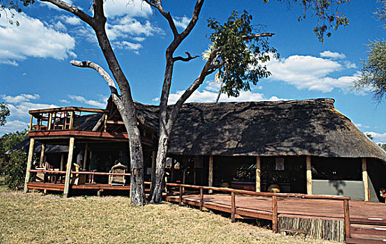 树,正面,房子,露营,万基国家公园,津巴布韦