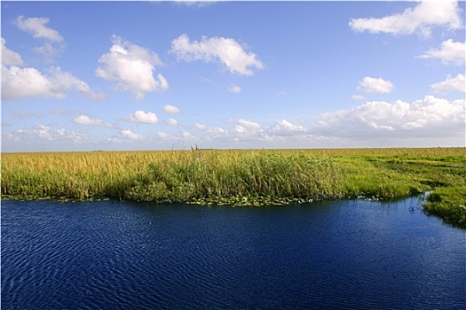 蓝天,佛罗里达大沼泽,湿地,绿色,植物,地平线,自然