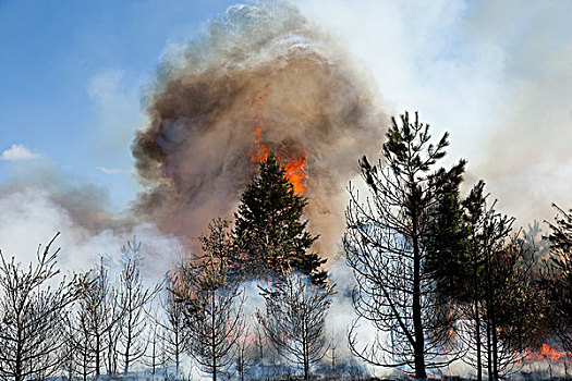 控制,燃烧,树林,阿尔冈金省立公园,安大略省,加拿大