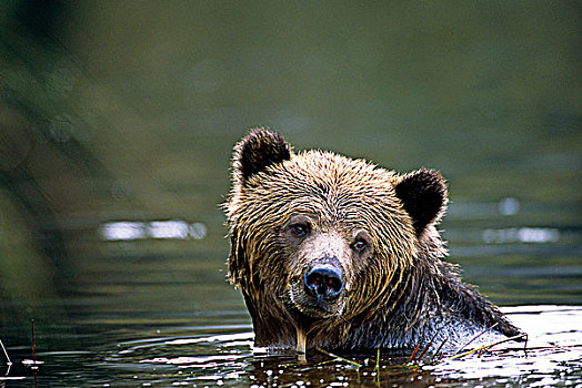 大灰熊,棕熊,水中,大熊雨林,不列颠哥伦比亚省,加拿大